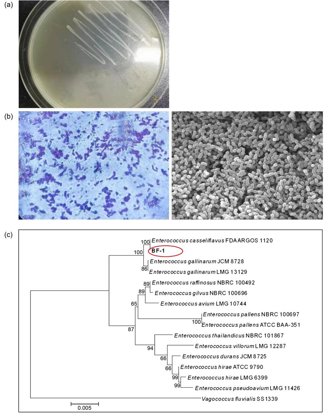 Morphological and phylogenetic characteristics of the F6 strain.
a) Colony morphology of strain BF-1, b) Gram staining and SEM image showing the coccoid shape of the BF-1 strain, c) phylogenetic analysis of strain BF-1 based on BLAST results.