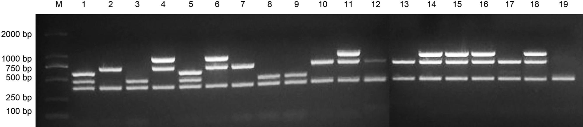 Serogroups by multiplex-PCR of L. monocytogenes isolates.
M – DL 2000 DNA Maker, 1 – ATCC® 19115™ (serogroup 4b), 2 – ATCC® 19111™ (serogroup 1/2a), 3 – NCTC10890 (serogroup 1/2b), 4 – ATCC® 19112™ (serogroup 1/2c), 5–18 – the strains isolated in this study, 19 – L. innocua (negative control)