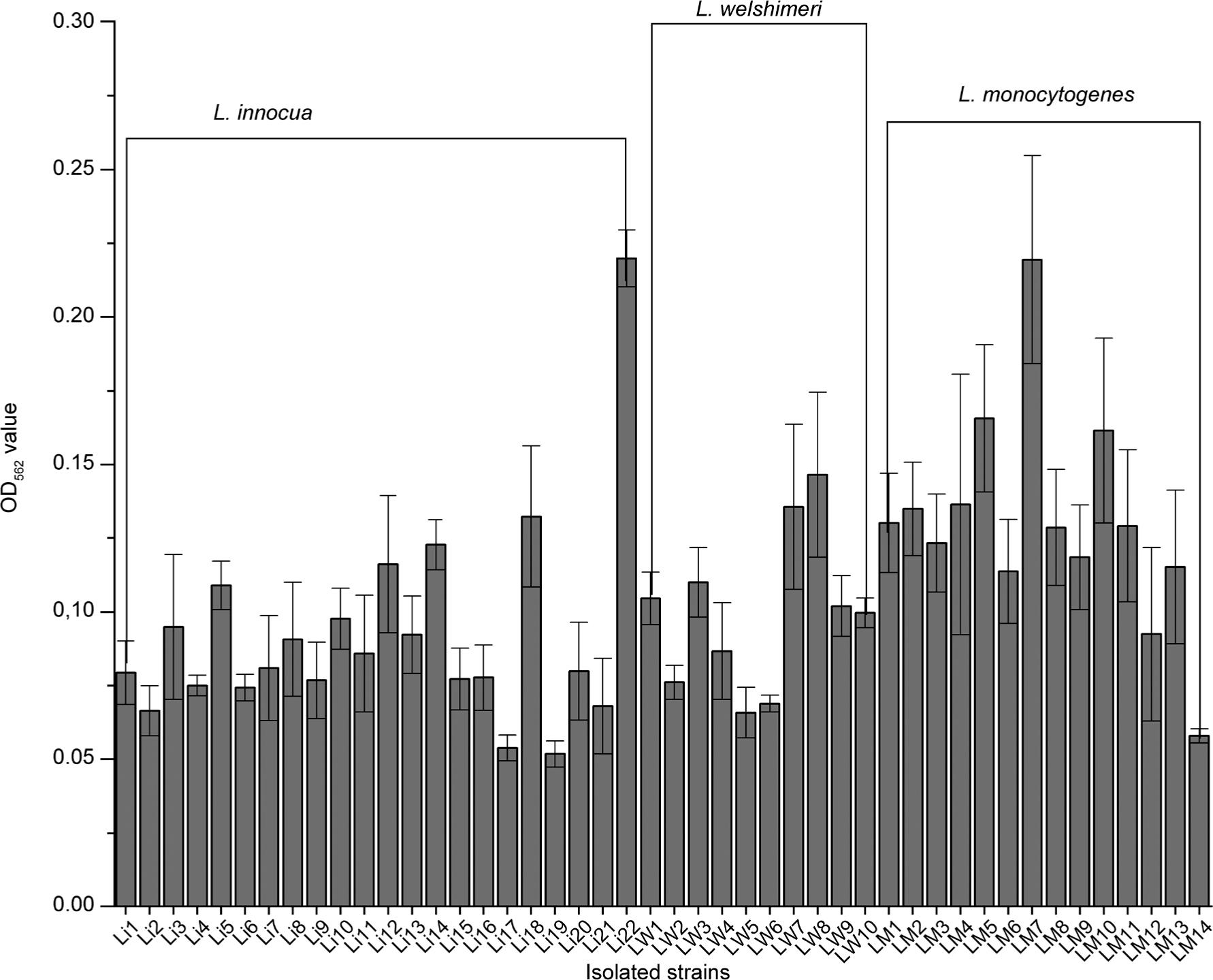 Biofilm formation by Listeria spp. isolates. The absorbance at 562 nm was measured for 22 L. innocua, 10 L. welshimeri, and 14 L. monocytogenes biofilms.