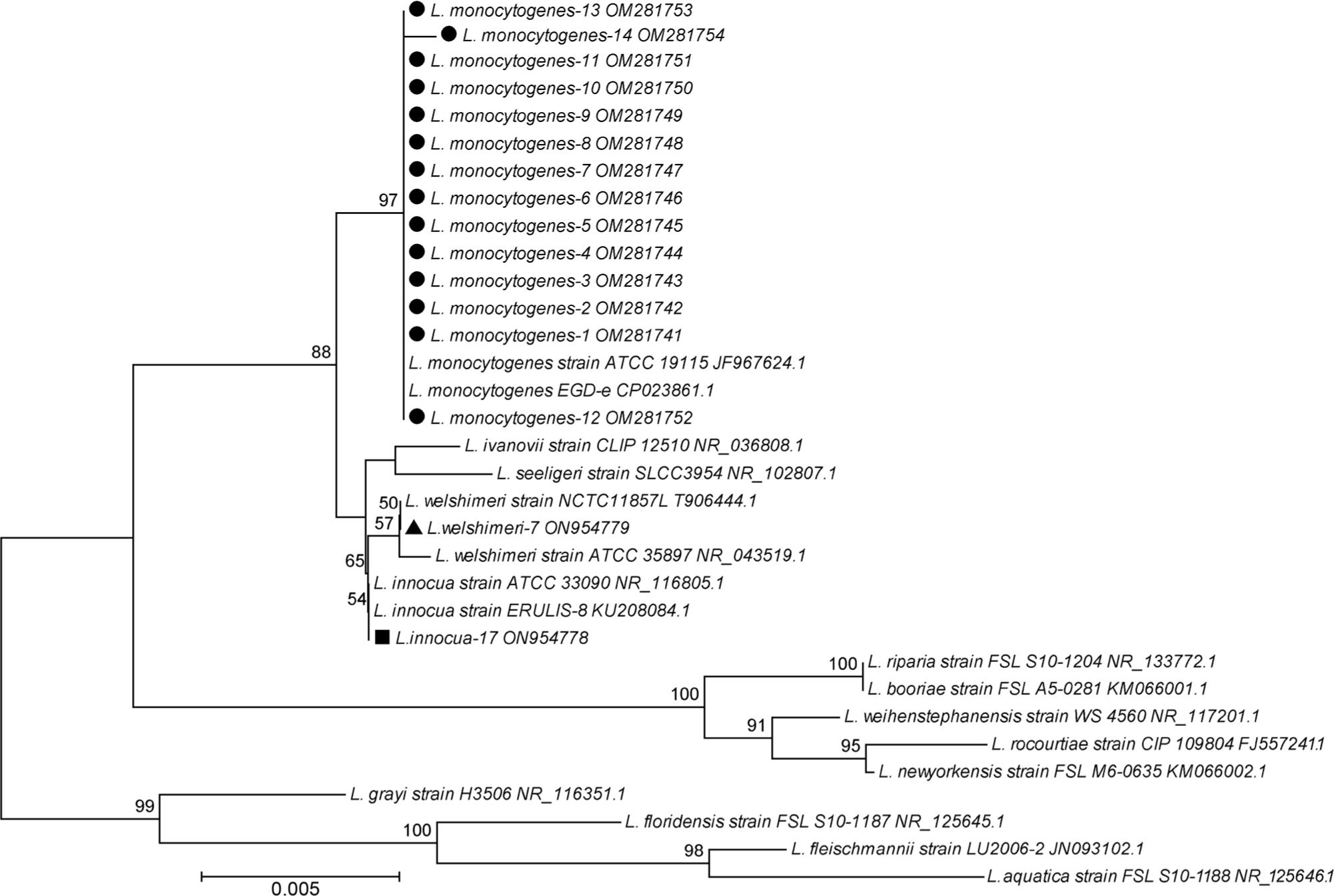 Cluster analysis of Listeria spp. isolates based on the sequences of the 16S rRNA genes. The tree was calculated using the Neighbor-Joining method. Isolates isolated in this study are indicated with circles (L. monocytogenes), boxes (L. innocua), and triangles (L. welshimeri). The scale bar represents 0.005 nucleotide substitutions per character. The numbers in the tree indicate the significance (percent of outcomes) of the branches (bootstrap analysis).