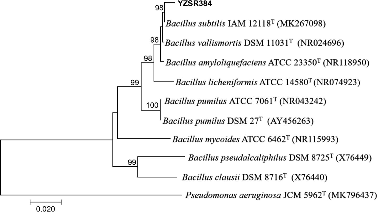 Phylogenetic tree of endohyphal strain YZSR384 using the neighbor-joining method based on the 16S rRNA gene sequences.
Bootstrap values (%) presented at the branches were calculated from 1,000 replications.