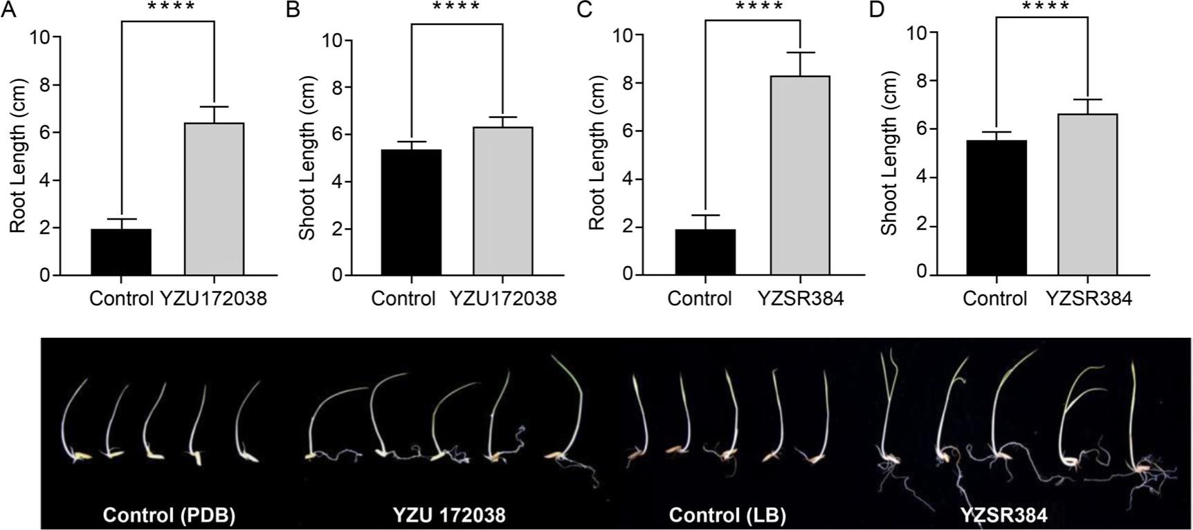 Plant growth promoting (PGP) assays for rice seeds using the culture broth of endophytic Fusarium acuminatum YZU 172038 (A, B) and its EHB Bacillus subtilis YZSR384 (C, D). The controls were PDB broth (A, B) and demineralized LB liquid (C, D).