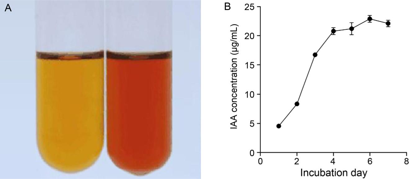 Detection of the IAA production in EHB YZSR384 culture broth.
(A) Salkowski test of the negative control (left) and the EHB YZSR384 broth (right).
(B) The IAA concentration in different incubation times.