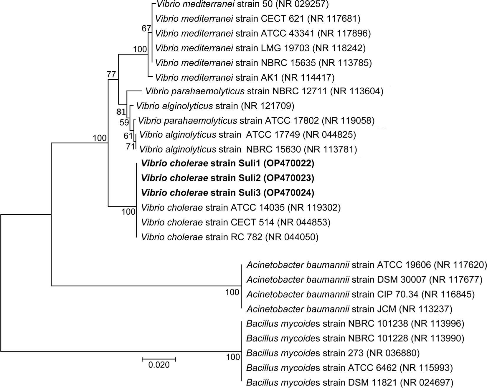 The phylogenetic tree analysis is based on the similarity of the 16S rRNA sequence of the newly isolated Vibrio cholerae to closely related species. The tree was built using MEGA7.0 software, the neighbor-joining method, and bootstrapped 1,000 replicate runs.
The newly isolated are shown in bold, and the accession numbers are shown in parentheses after the strain names.
The bar indicates substitutions per nucleotide.