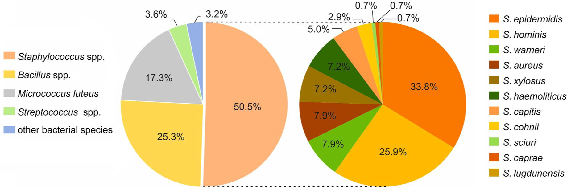 Bacteriological profile of microorganisms isolated from personal medical students’ stethoscopes with particular emphasis on Staphylococcus species.