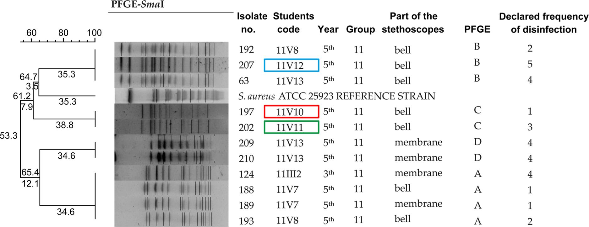 Macrorestriction analysis of the chromosomal DNA of methicillin-resistant S. aureus strains (MRSA) with concomitant macrolide, lincosamide, and streptogramin B (MLSB) resistance phenotype isolated from the surface of stethoscopes after digestion with the restriction enzyme SmaI, plotted using the Gel Compar® II program (Applied Maths).
Legend: The frames indicate three students’ stethoscopes on which surfaces both MRSA and MRSE (presented in the Fig. 4) strains were identified. The declared frequency of stethoscope disinfection were as follow: 1 – after each examination, 2 – several times a day, 3 – once a day, 4 – once a week, 5 – once a year.