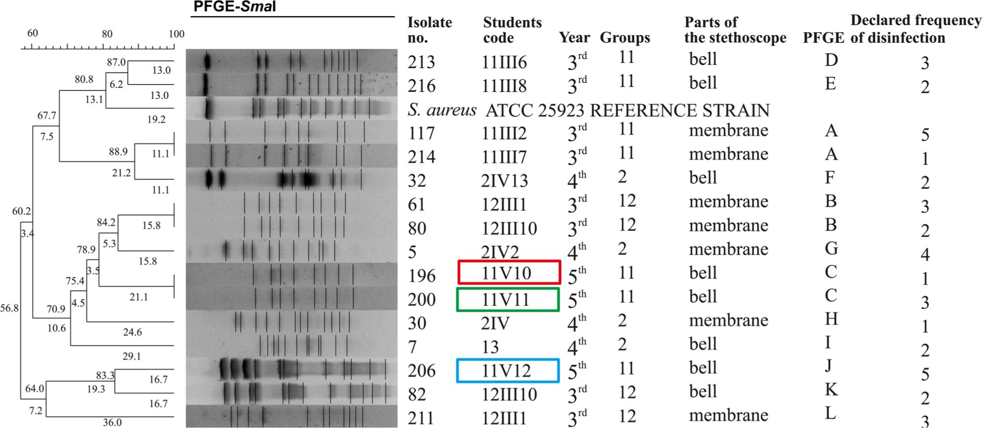 Macrorestriction analysis of the chromosomal DNA of methicillin-resistant S. epidermidis strains (MRSE) with concomitant macrolide, lincosamide, and streptogramin B (MLSB) resistance phenotype isolated from the surface of stethoscopes after digestion with the restriction enzyme SmaI, plotted using the Gel Compar® II program (Applied Maths).
Legend: The frames indicate three students’ stethoscopes on which surfaces both MRSA (presented in Fig. 3) and MRSE strains were identified. Declared frequency of stethoscope disinfection were as follow: 1 – after each examination, 2 – several times a day, 3 – once a day, 4 – once a week, 5 – once a year.