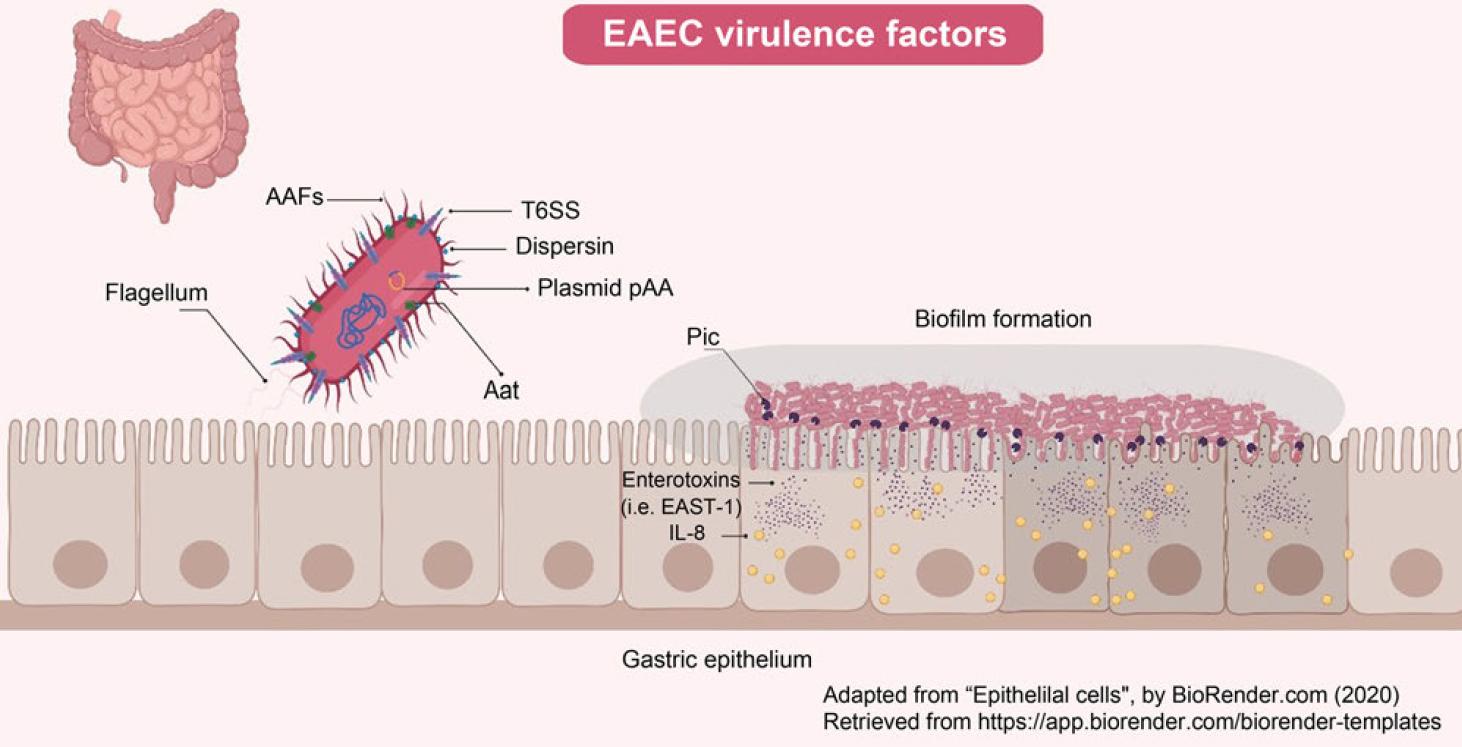 Schematic representation of EAEC virulence factors.
Most EAEC virulence factors are regulated by the AggR transcriptional activator encoded on the plasmid of aggregative adherence (pAA). EAEC strains adhere in a “brick stacking” pattern and spread in intestinal epithelial cells via aggregative adherence fimbria (AAF). This AAF presents at least five antigenic variants regulated by the AggR master regulator. The AggR transcription factor also activates the genes that encode the anti-aggregation protein (Aap, dispersin) and its anti-aggregation transporter (Aat), and the type VI secretion system (T6SS). EAEC strains can form robust biofilms, which promote high resistance to desiccation, starvation, and host immune response. EAEC secretes at least three toxins: E. coli heat-stable enterotoxin (EAST-1), plasmid-encoded toxin, (Pet), and protein involved in colonization (Pic, with mucinase activity), which are not controlled by the AggR regulator, causing an increase in chloride secretion that correlates with secretory diarrhea.