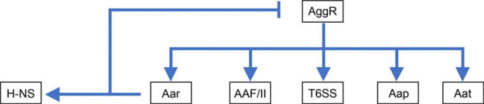 Regulatory model of AggR and Aar on the EAEC virulence genes.
AggR master regulator activates the virulence regulon that includes: Aar regulatory protein, aggregative adherence fimbriae II (AAF/II), Type VI secretion system (T6SS), anti-aggregation protein (Aap, dispersin), and anti-aggregation transporter (Aat). Aar directly binds AggR, blocking its transcription activity. In addition, Aar forms multiprotein complexes together with H-NS, altering the repressor function of nucleoid protein on its promoter.