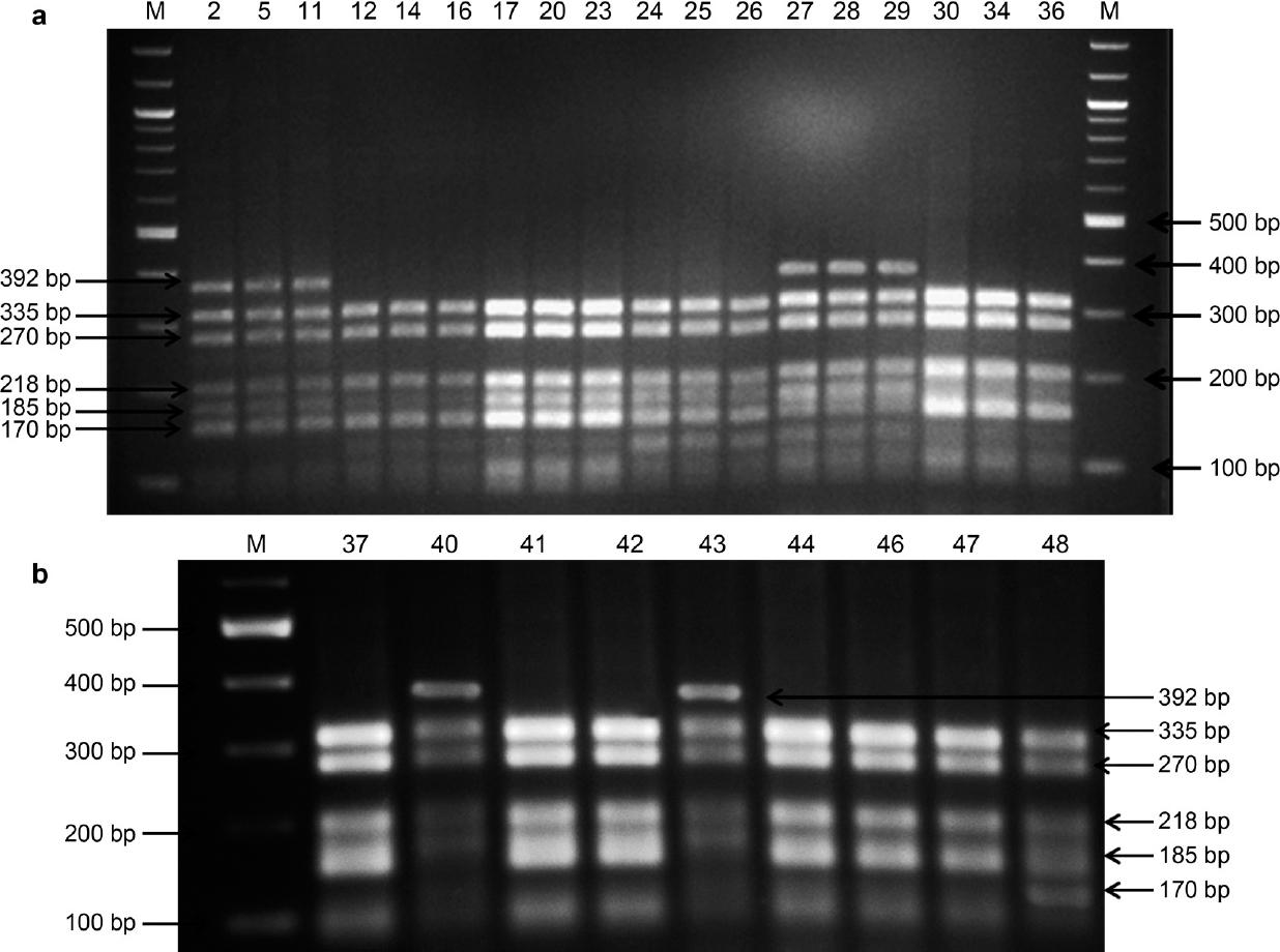 Multiplex-PCR results in 2% agarose gel: the 392 bp product corresponds to embB codon (306); the 335 bp to katG (315) codon, the 270 bp to (–15) promoter region of mab A -inh A; the 218 bp, 185 bp, and 170 bp products correspond to rpoB codons (516, 526 and 531), respectively.
Results show a nonspecific small-size product that links to the amplification of the 170 bp fragment. Lanes M (panels a and b) 100-bp DNA ladder. Lanes 2, 5, 11, 27, 28, and 29 represent sputum samples’ DNA with no mutation at the codons under study. Lanes 12-26 (panel a) and lane 48 (panel b) show embB codon 306 mutation (ethambutol). Lanes 30, 34, 36 (panel a) show rpoB codon 526 mutation (rifampin). Lanes 37, 41, 42, 44, 46 and 47 (panel b) show mutations with both the rpoB codon 531 (rifampin) and embB codon 306. Lanes 40 and 43 show mutation in rpoB codon 531 (rifampin) only.