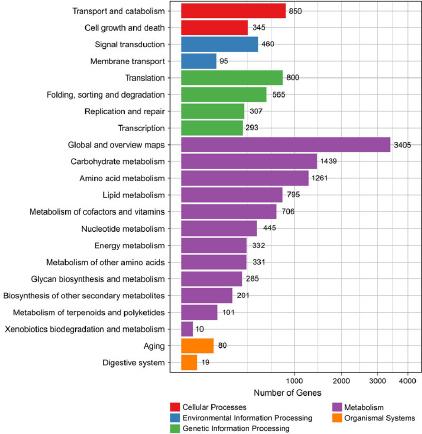 Classification of the KEGG pathways of the cr013 strain.