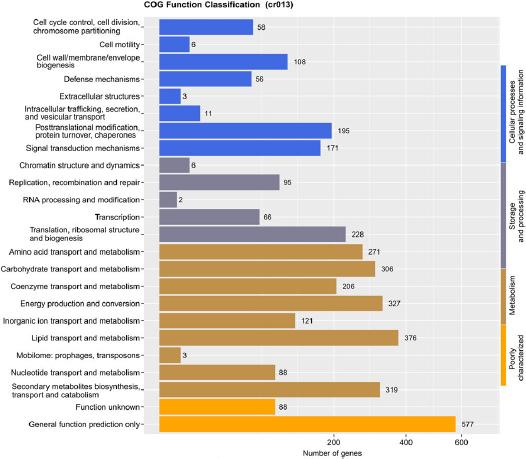 COG functional classification of the cr013 strain.