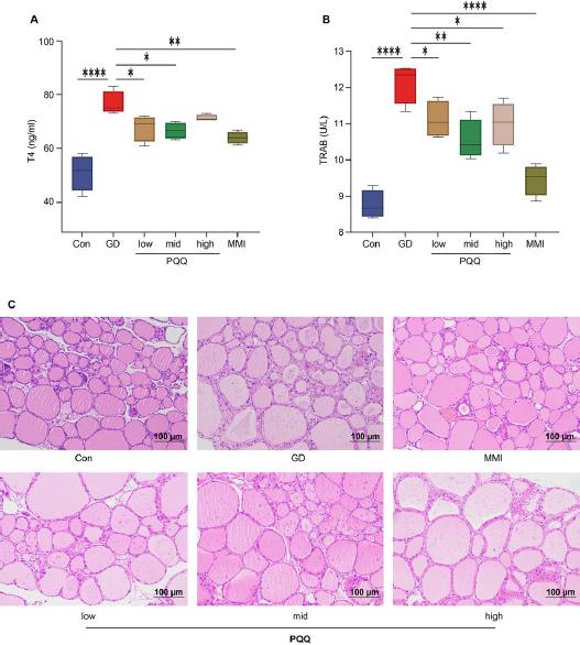 PQQ supplement modulates thyroid function and ameliorates thyroid injury.
A) The concentrations of T4 and B) TRAb levels were determined inserum samples using Mouse ELISA Kit, C) the representative pictures of H&E staining of thyroids (200 × magnification with 100 μm of scale).
Data were represented as mean ± SEM, *p < 0.05, **p < 0.01, ***p < 0.001 between groups. Con – control group, GD – Graves’ disease group, GD + PQQ/low – GD mice treated with 20 mg PQQ/kg BW/day, GD + PQQ/mid – GD mice treated with 40 mg PQQ/kg BW/day, GD + PQQ/high – GD mice treated with 60 mg PQQ/kg BW/day, GD + MMI – GD mice treated with 2.5 mg MMI/kg/BW/day, PQQ – pyrroloquinoline quinone, MMI – methimazole