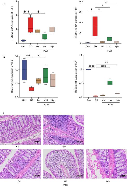PQQ supplement decreases inflammation and oxidative stress response and alleviates small intestine epithelial injury. Relative expression of mRNA in colons of A) IL6, TNFα, B) Nrf2, HO1 was detected by PCR, C) the representative pictures of the hematoxylin and eosin (H&E) staining of colons (200 × magnification with 100 μm of scale).
Data are represented as mean ± SEM, *p < 0.05, **p < 0.01, ***p < 0.001 between groups