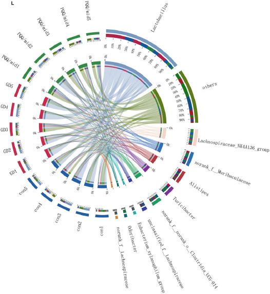 PQQ alters the composition and abundance of intestine flora in the GD group.
I) GD group and J) PQQ group. K) The heatmap on the abundance of top 30 genera among 3 groups. L) The Circos analysis of the abundance association between the sample and the top 10 genera.