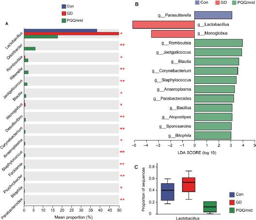 Spearman correlation analysis and PICRUSt prediction under PQQ supplement in the GD group.
A) Kruskal-Wallis H test validated the differential distributed genera and C) the abundance of Lactobacillus among all 3 groups.
B) LEfSe analysis showed that the relative abundance of 14 genera was significantly different among all groups (LDA score > 3.0 or < –3.0, p < 0.05).
LEfSe – linear discriminant analysis effect size, LDA – linear discriminant analysis, KEGG – Kyoto Encyclopedia of Genes and Genomes, COG – Clusters of Orthologous Groups, RDA – redundancy analysis