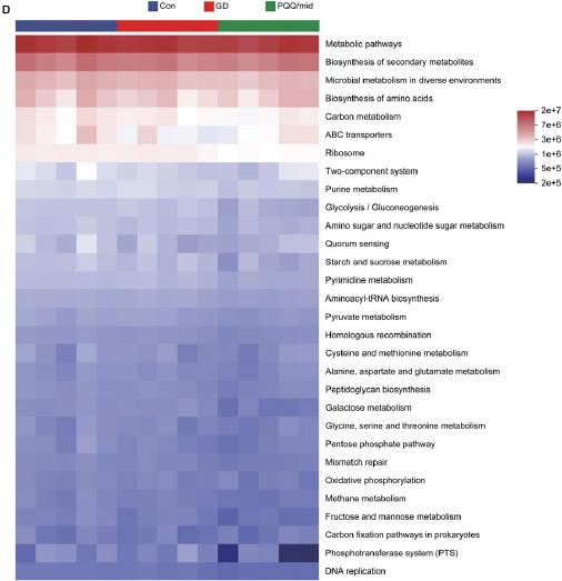 Spearman correlation analysis and PICRUSt prediction under PQQ supplement in the GD group.
D) The Heatmap of KEGG pathway, and E) the COG functional abundance box distribution based on the PICRUSt prediction among 3 groups.
LEfSe – linear discriminant analysis effect size, LDA – linear discriminant analysis, KEGG – Kyoto Encyclopedia of Genes and Genomes, COG – Clusters of Orthologous Groups, RDA – redundancy analysis