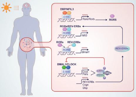 The network of circadian rhythms.