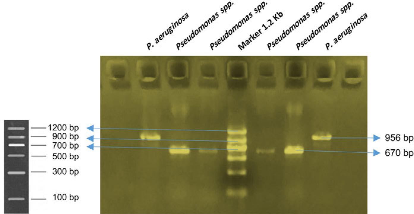 PCR confirmation of Pseudomonas species.
The 16S rRNA gene amplification product of 670 bp specific for Pseudomonas species and a 956 bp product for P. aeruginosa were run on 1% DNA agarose gel using 1.2 kbp DNA ladder.