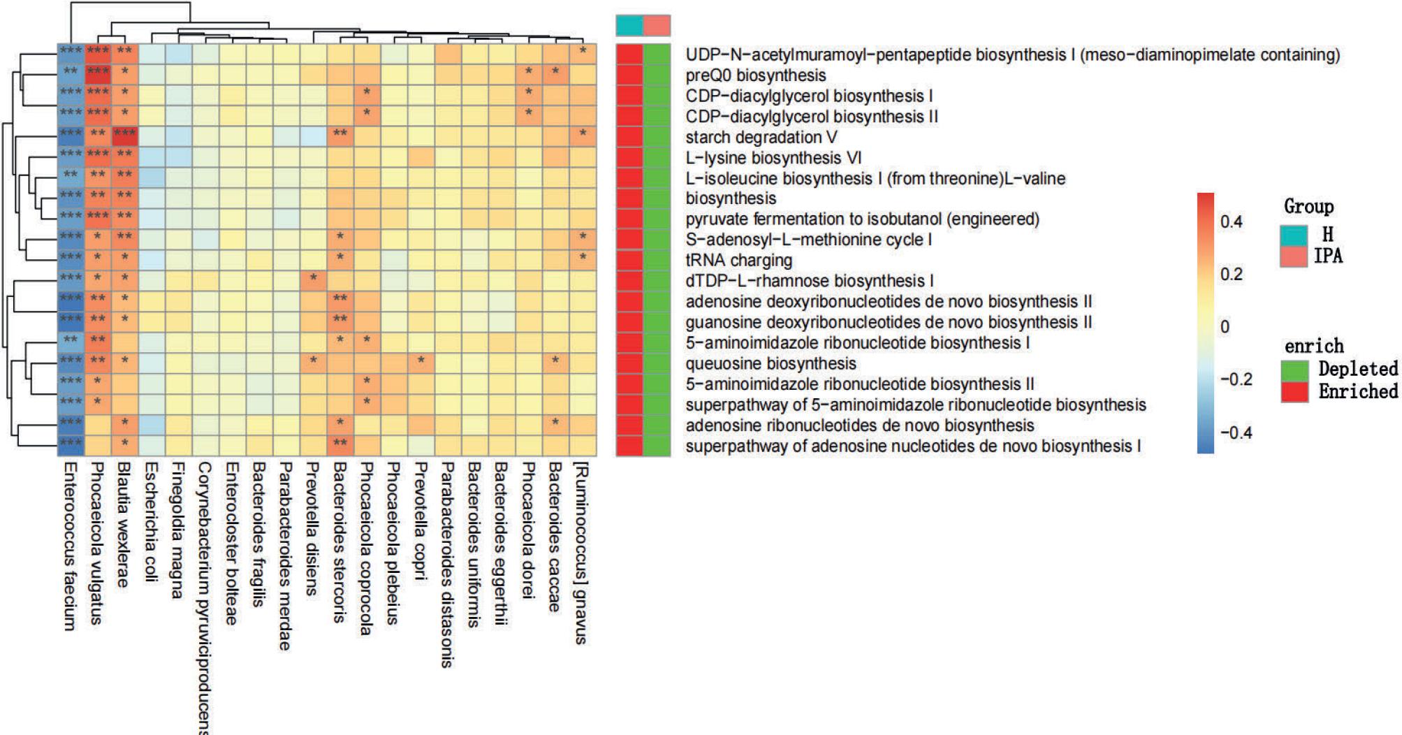 Differential analysis of metabolic pathways of the gut microbiota between the IPA and H groups and Spearman’s correlation analysis between metabolic pathways and gut microbiota.
The color depth in the heat map indicates the strength of the correlation: red indicates a positive correlation, while blue indicates a negative correlation (* p < 0.05; ** p < 0.01; *** p < 0.001). “Depleted” indicates that the metabolic pathway abundance is significantly reduced, and “Enriched” indicates that the metabolic pathway abundance is significantly increased (p < 0.05). H – healthy controls, IPA – invasive pulmonary aspergillosis.