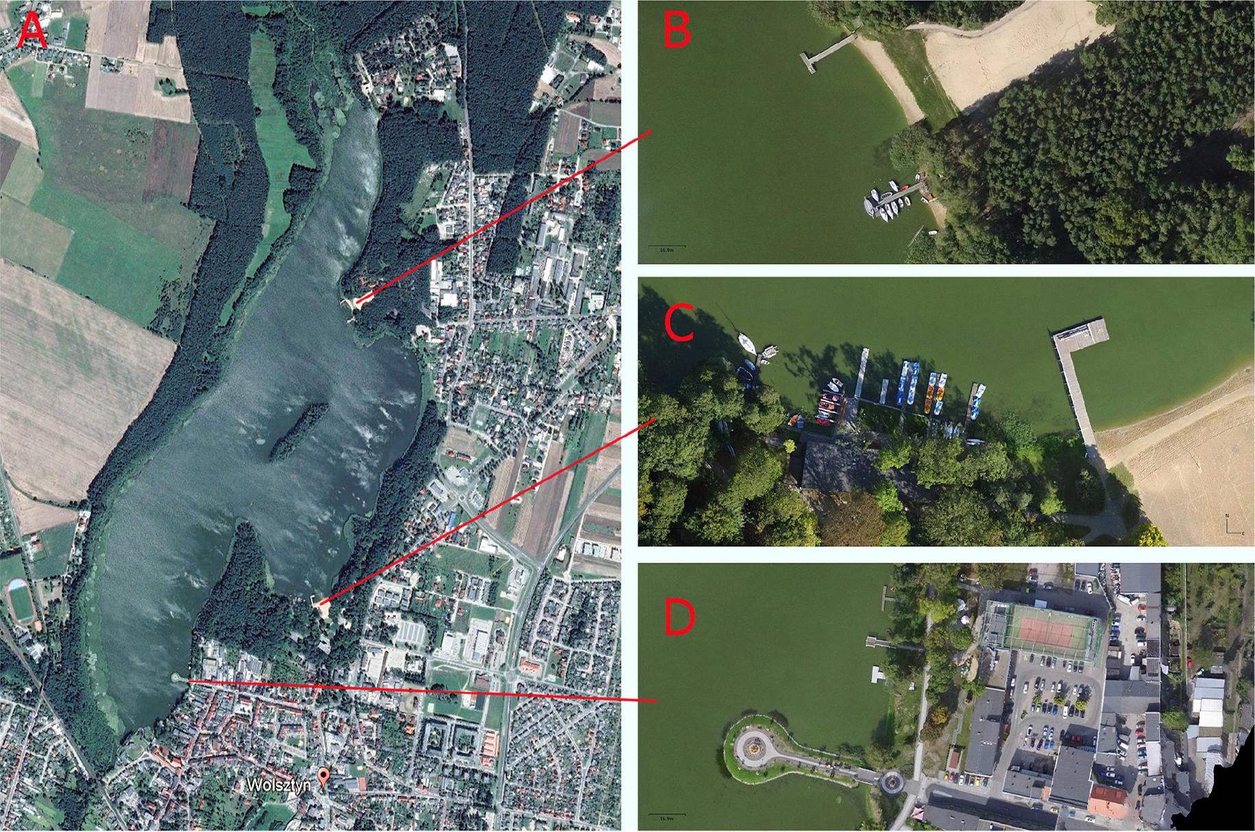 Tourist and recreational infrastructure of Lake Wolsztyńskie.A – Lake Wolsztyńskie (https://www.google.pl/maps), B – swimming pool, C – swimming pool with marina and city beach, D – pier.