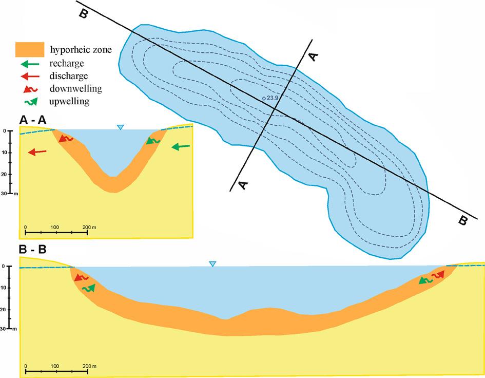 Conceptual model of the hyporheic zone functioning in the shoreline of Lake Płotki.
