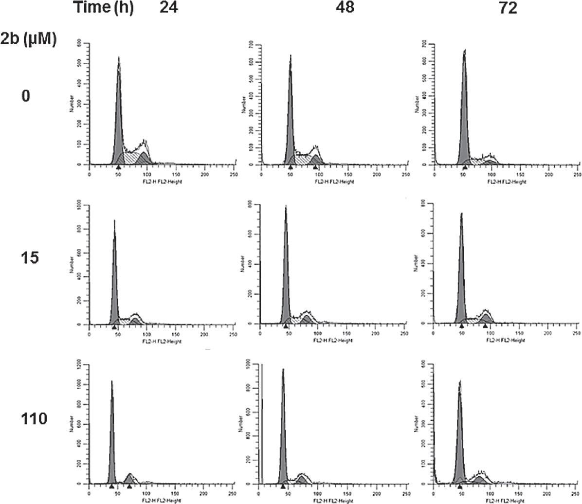 Effects of 2b on the cell cycle of H460 cells. Logarithmically growing H460 cells were treated with 29.7 and 110 μM of 2b for indicated period of time. Afterwards they were harvested for cell cycle analysis measured by FACS as described in Materials and methods. Representative data of three experiments are shown.
