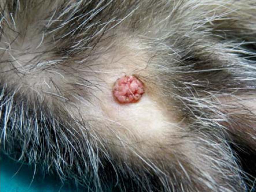 Macroscopic presentation of squamous papilloma (Tumour 4).