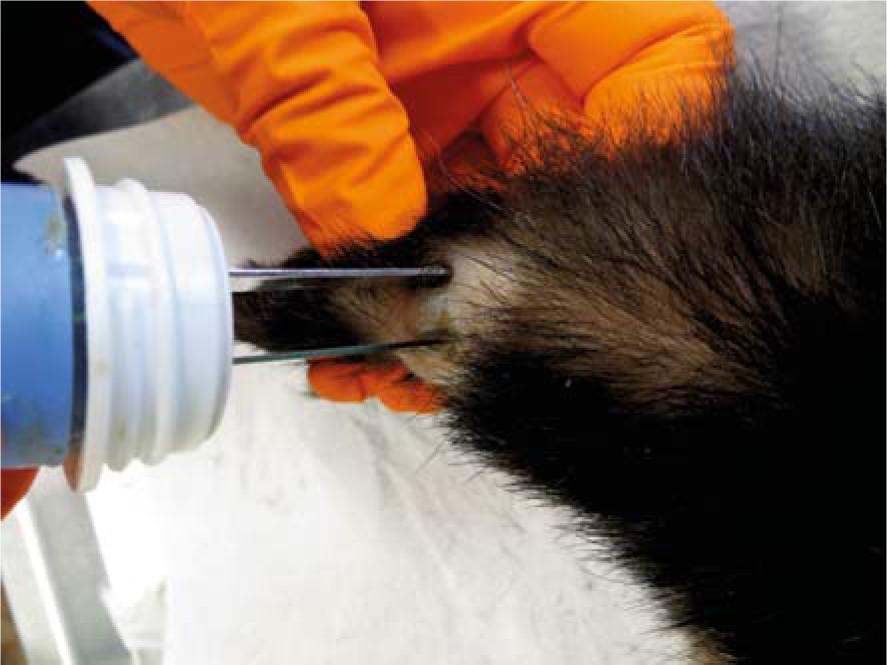 Electric pulses were delivered to the mast cell tumour (Tumour 2) using plate electordes.