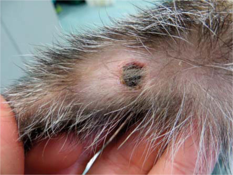 N ecrosis with superficial scab of squamous papilloma (Tumour 4) 8 days after electrochemotherapy.