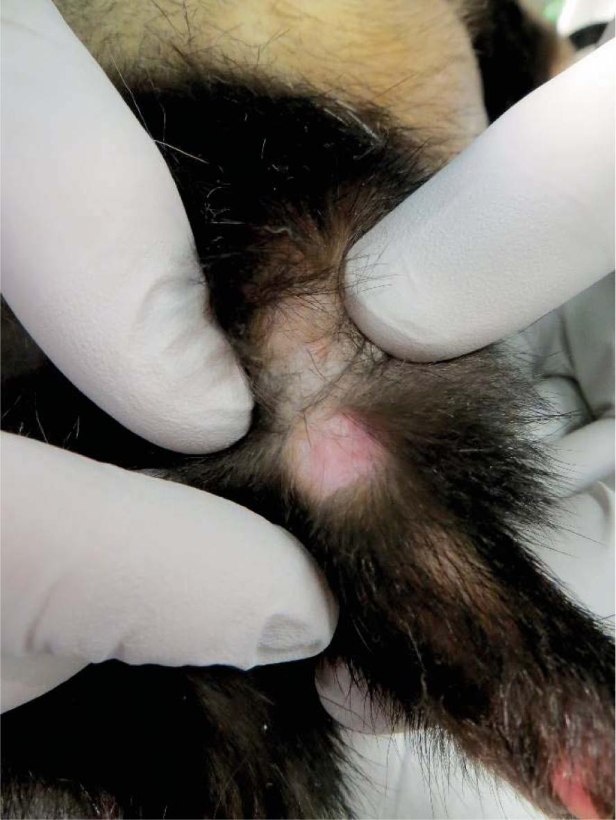 Complete response of mast cell tumour (Tumour 2) - 67 days after electrochemotherapy.