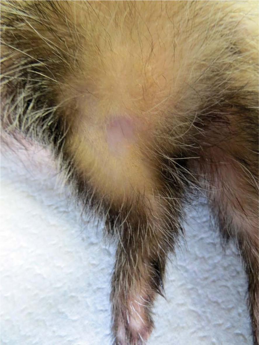 Complete response of squamous papilloma (Tumour 4) - 70 days after electrochemotherapy.