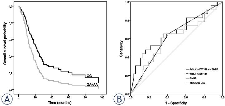 The influence of MSLN rs1057147 genotype on overall survival (A) and receiver operating characteristic (ROC) curve for MSLN rs1057147 and soluble mesothelin-related peptides (SMRP) predicting overall survival above median (B).