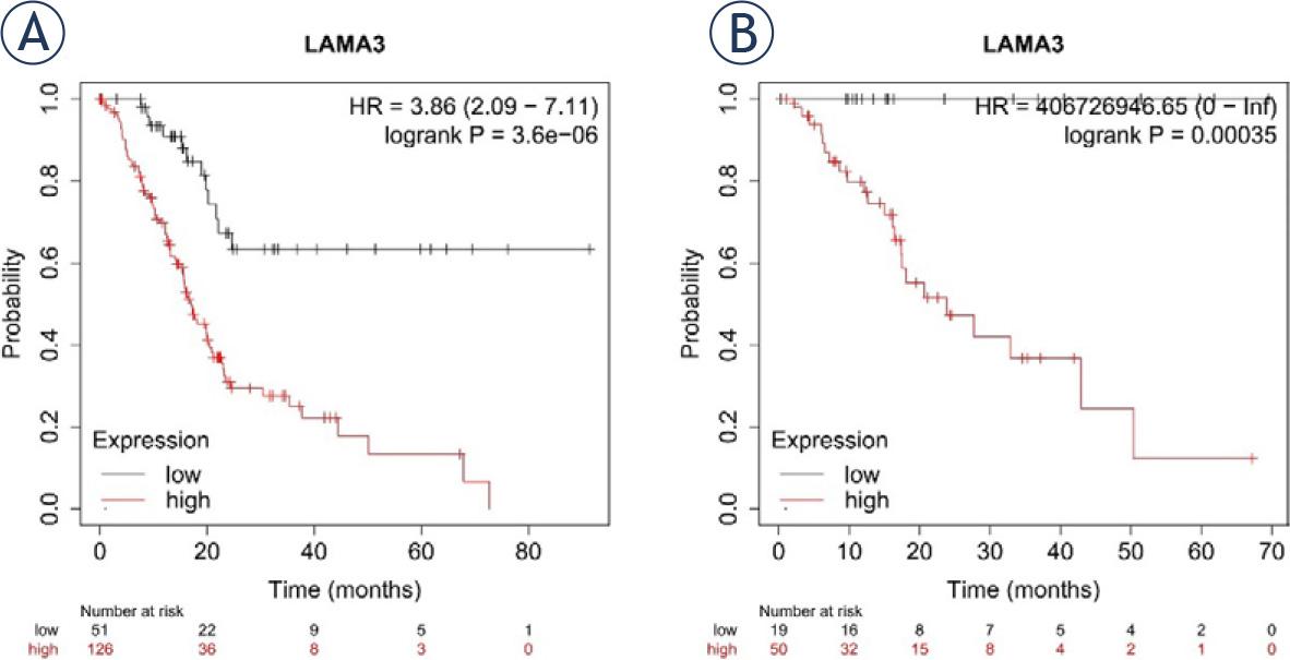 The expression of laminin subunit alpha 3 (LAMA3) for prediction of overall survival (OS) and relapse free survival (RFS) in patients with pancreatic ductal adenocarcinoma (PDAC). OS (A), RFS (B).