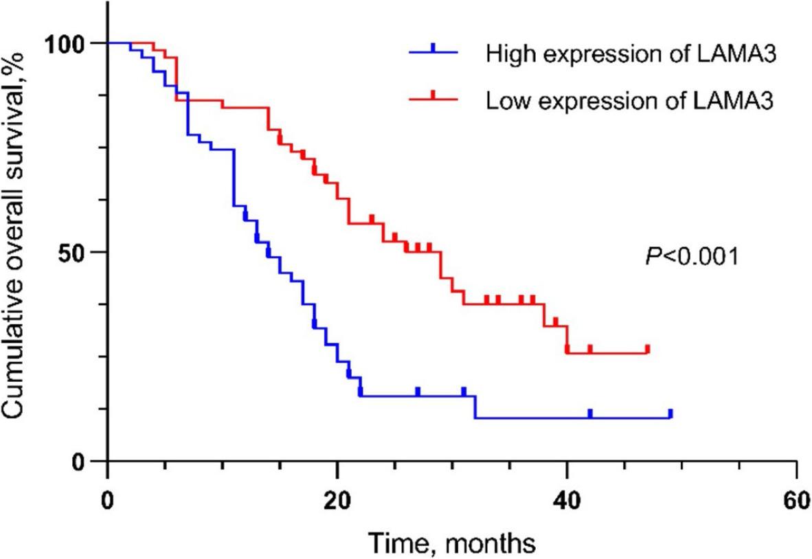 The expression of laminin subunit alpha 3 (LAMA3) for prediction of overall survival (OS) in patients with Pancreatic ductal adenocarcinoma (PDAC). Survival analysis was carried out with Kaplan-Meier and checked by log-rank test.