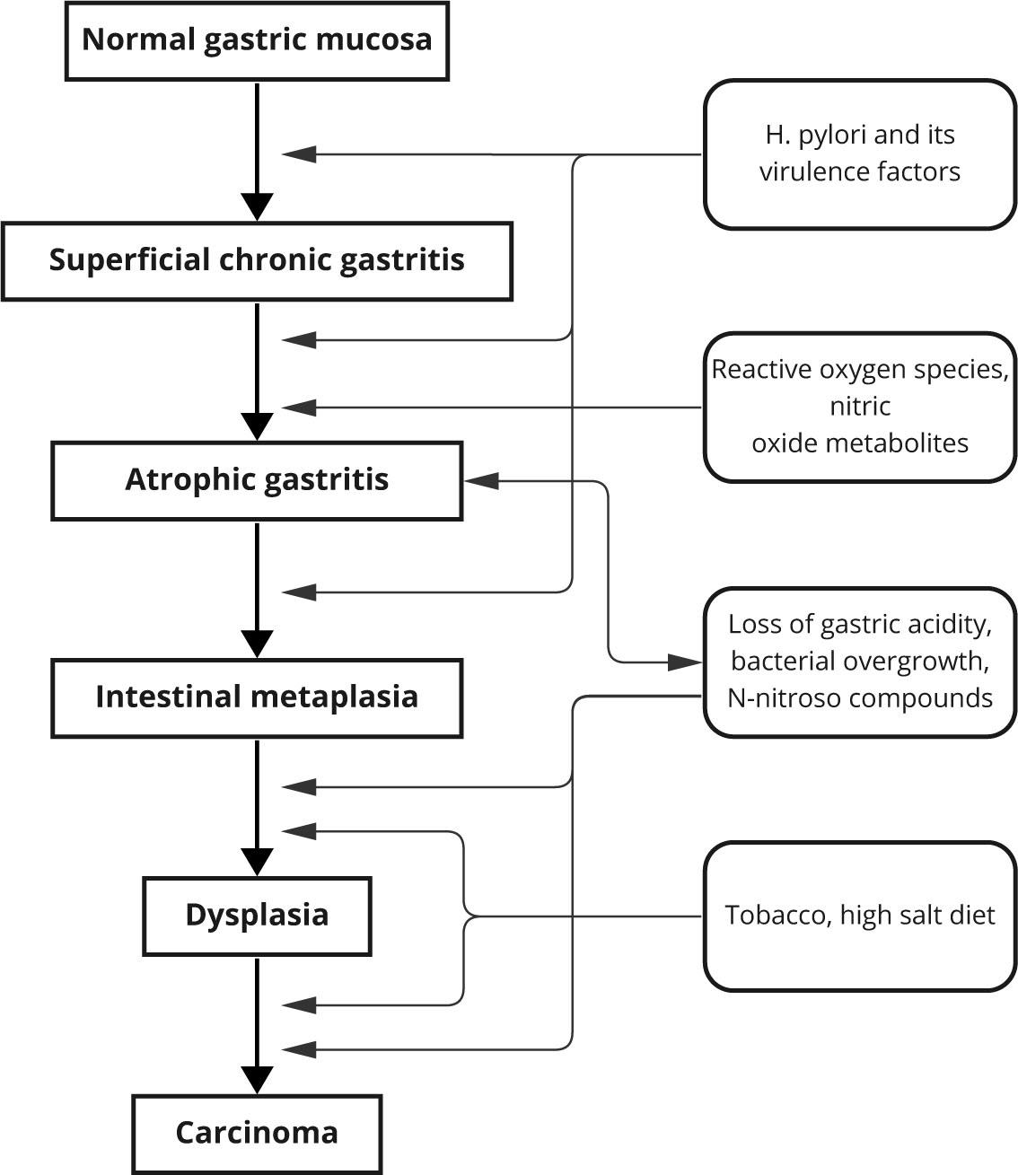 Pathogenesis of intestinal metaplasia and gastric adenocarcinoma – the Corea cascade. This stepwise process starts with chronic gastritis triggered by H. pylori infection. The likelihood of developing gastric cancer is higher in individuals infected with virulent strains of H. pylori, unhealthy diets (rich in salt and smoked foods), low iron levels, and harmful lifestyle choices, including smoking. Persistent inflammation results in the damage and eventual loss of acid-producing parietal cells, causing reduced stomach acidity (hypochlorhydria) and eventually no stomach acid production (achlorhydria). This reduction in acidity allows for the colonization of the stomach by detrimental, pro-inflammatory microbiota. These bacteria can produce genotoxic and pro-inflammatory metabolites and carcinogens, directly contributing to the transformation of stomach epithelial cells into malignant cells.