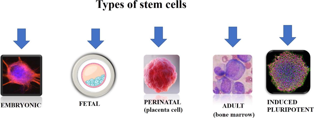 The main types of stem cells
