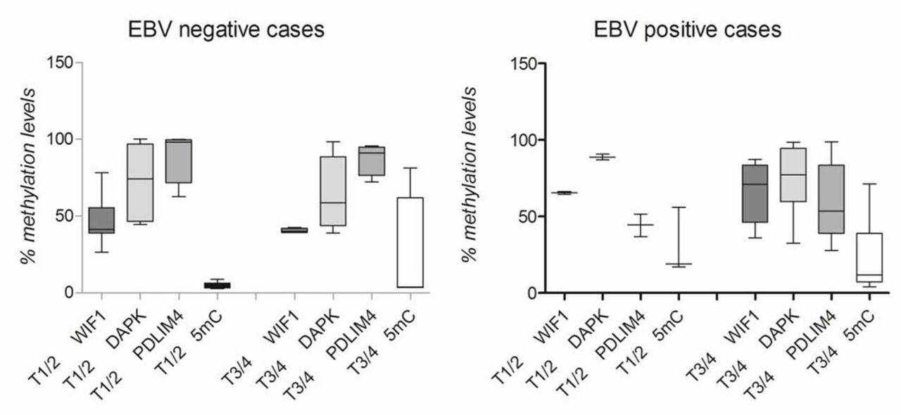 Investigated parameters in EBV positive (A) and EBV negative laryngeal tissue samples (B), according to T stage