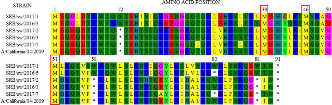 PB1-F2 amino acid sequences of Serbian swine influenza A virus strains in comparison to the sequence of A/California/04/2009reference strain. The red frames at positions 39, 46 and 51highlight methionine
* – STOP codons