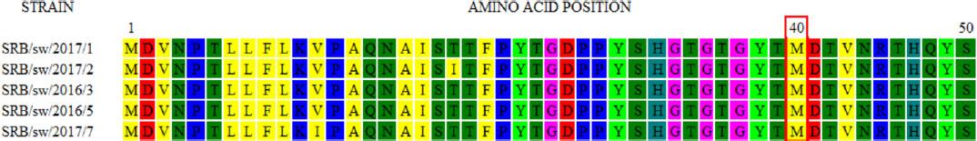 Partial amino acid sequences of basic polymerase protein 1 of Serbian swine influenza A virus strains. The red frame at position 40 indicates methionine