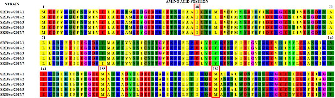 Partial amino acid sequences of the acidic polymerase protein of Serbian swine influenza A virus strains. The red frameat position 38 indicates isoleucine and those at positions 155 and 182 highlight methionine