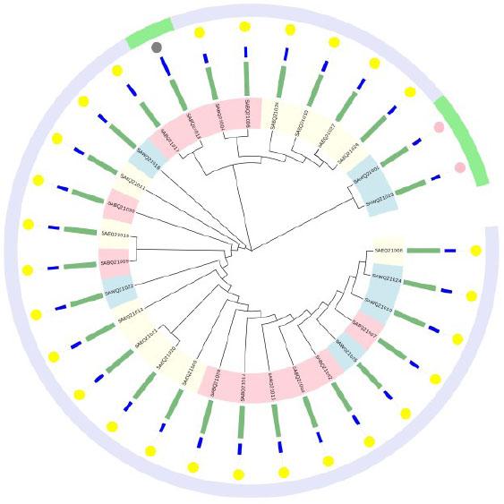 Evolutionary tree of the core genome of methicillin-resistant Staphylococcus aureus (n = 30) from different avian sources. From the outside to the inside, the order is ST type (light purple is ST9, green is ST398), spa type (yellow is t899, pink is t034 and dark grey is t1250), number of drug resistance genes, number of virulence genes, quantity, and source (red is from broilers, yellow is from layers and blue is from waterfowl)