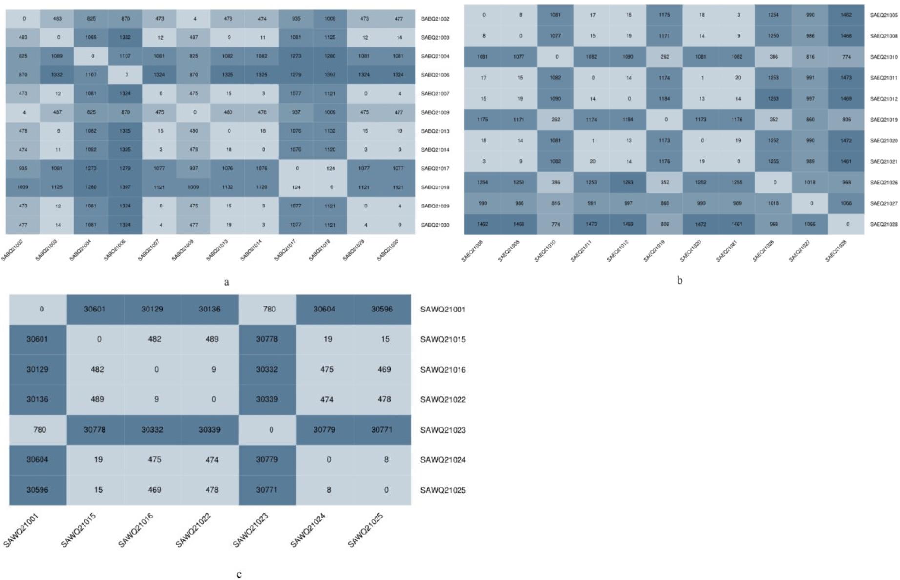 Genome-wide single nucleotide polymorphism locus difference analysis of methicillin-resistant Staphylococcus aureus from: a – broiler sources; b – egg sources; c – waterfowl sources. Darker colour indicates more differential loci. SABQ – Staphylococcus aureus isolated from broilers; SAEQ – Staphylococcus aureus isolated from egg-layers; SAWQ – Staphylococcus aureus isolated from waterfowl