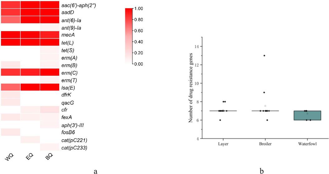 Carriage rate (a) and number (b) of drug resistance genes in 30 strains of methicillin-resistant Staphylococcus aureus of different avian sources. EQ – layer source; WQ – waterfowl source; BQ – broiler source. Intensity of red in the left part of the figure represents carriage and 0.00–1.00 equates to 0–100% carriage