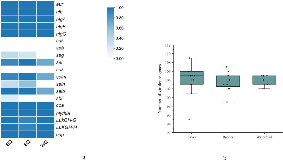 Carriage rate (a) and number (b) of partial virulence genes in 30 strains of methicillin-resistant Staphylococcus aureus from different avian sources. EQ –layer source; WQ – waterfowl source; BQ – broiler source. Intensity of blue in the left part of the figure represents carriage and 0.00–1.00 equates to 0–100% carriage