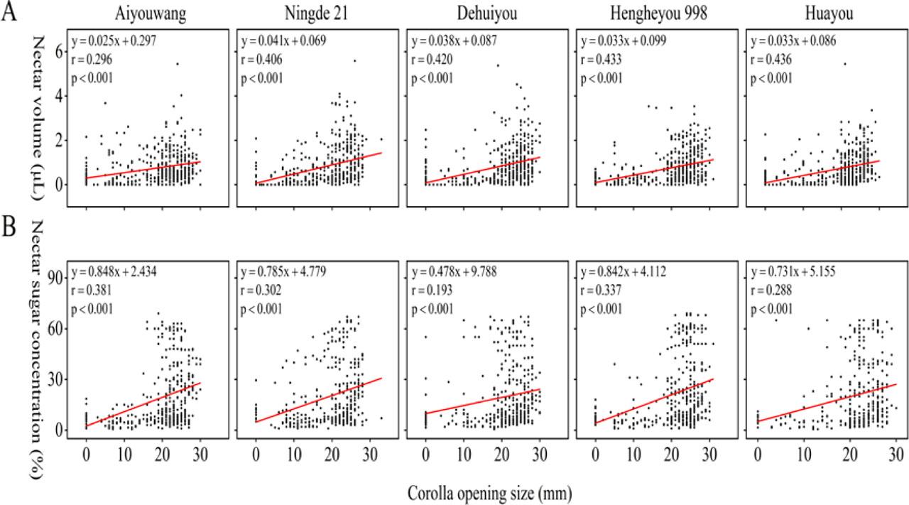 The relationships of nectar volume (A) and nectar sugar concentration (B) with corolla opening size.
