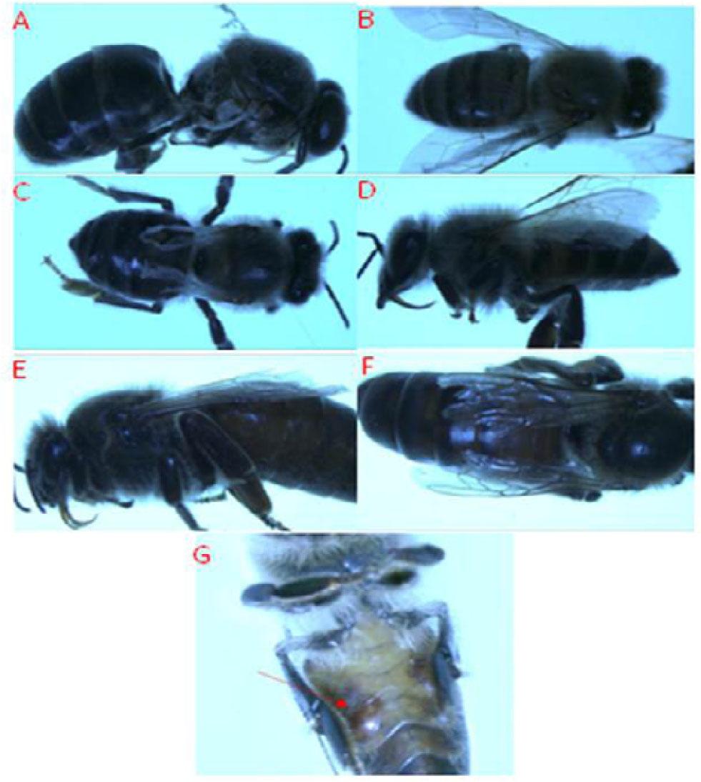 A - Deformation of the wing on male honey bee. B - Abdomen blackening on female honey bee. C and D - Deformation of the wing and abdomen blackening on female honey bee. E and F - Abdomen blackening and wing deformation on queen bee. G - Live Varroa mite feeding on honey bee.
