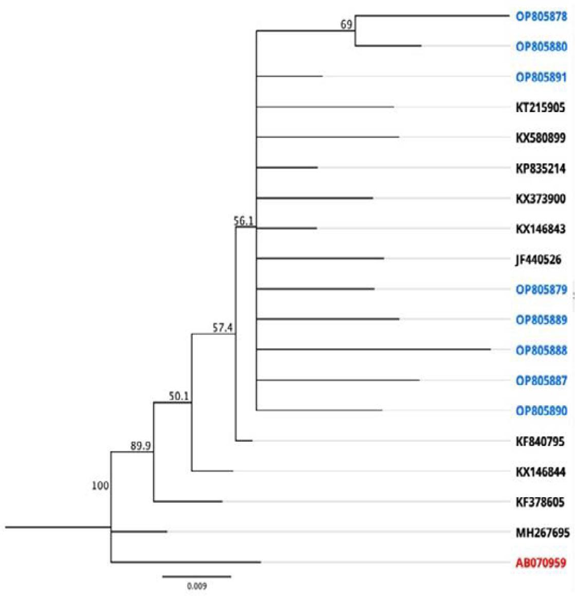 Phylogenetic tree of DWV (Malatya 1, Malatya 2, Malatya 3, Elazığ1, Elazığ 2, Elazığ 3, Elazığ 4 and Elazığ 5) isolates.A Kakugo virus (in with red color) was included as an outgroup from Japan. The sequences from this study are blue in color.