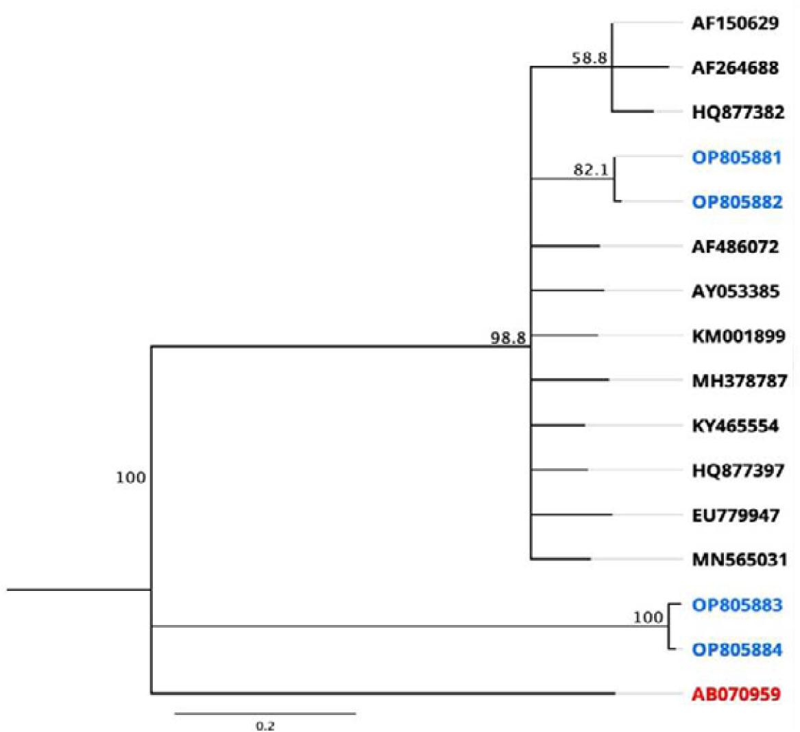 Phylogenetic tree of ABPV isolates (Malatya 1, Malatya 2, Malatya 3 and Malatya 4).A Kakugo virus (in with red color) was included as an outgroup from Japan. The sequences from this study are blue in color.