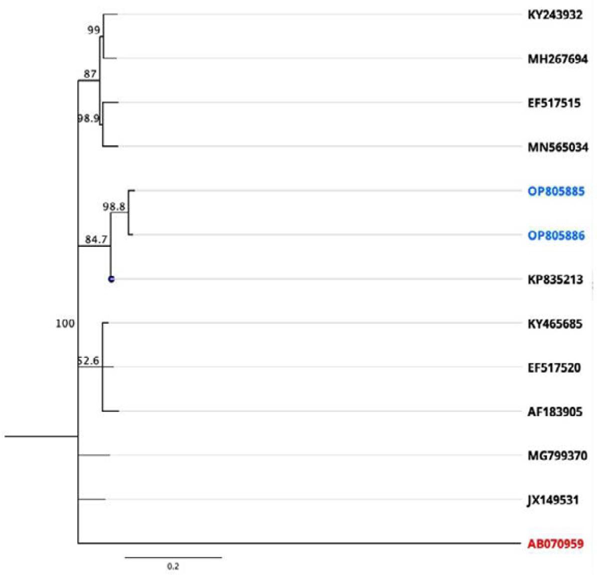 Phylogenetic tree of BQCV (Malatya 1 and Malatya 2) isolates.A Kakugo virus (red in color) was included as an outgroup from Japan. The sequences from this study are blue in color.